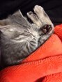 アクター(ACTOR) 愛猫