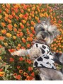 ハウオリ(HAU'OLI) 私も愛犬も当店で取り扱っているシュガースクラブSUCRE愛用♪