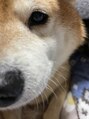 ソート(sOt) 実家の愛犬はなちゃん!