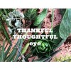 サンクフル ソウトフル アイ(THANKFUL THOUGHTFUL eye)のお店ロゴ