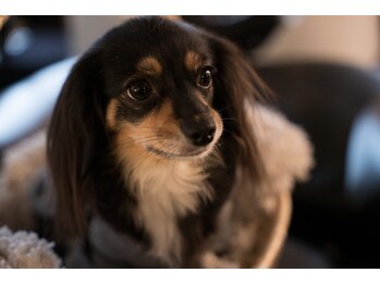 マルベリー(mulberry)/看板犬