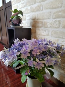 ビューティサロン アスカ(Asuka)/サロン飾り