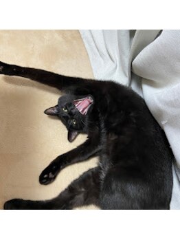 タジマ カイロプラクティック/オベデ ダビデの祖父