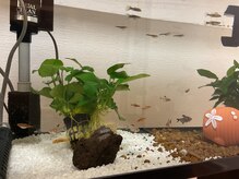 くぼてらたかひろ ボディメンテナンス(BODY MAINTENANCE)/熱帯魚飼い始めました♪