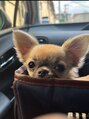 コカロ 豊川店(KOKARO) 愛犬です♪休みの日は毎週ドライブとドッグランに行ってます♪
