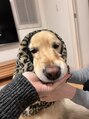 光 うちのお犬は大問題児
