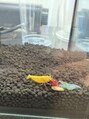 ジョア(Joie)&nbsp;動植物が好きでお店も緑とお魚で溢れていますヽ( ´ ▽ ` )ノ