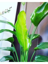 レディア 伊勢店(Re:Dear)/店内の観葉植物