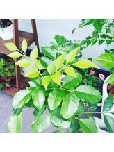 レディア 伊勢店(Re:Dear)/入口の観葉植物