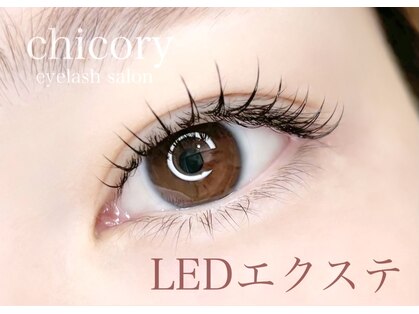 チコリ(chicory)の写真