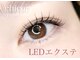 チコリ(chicory)の写真