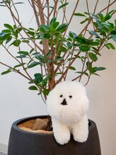 カポノ(kapono)&nbsp;ポノちゃん 