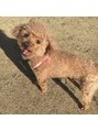 まつ毛エクステ ネイル専門サロンマドモア プティット(MADEMORE petite)&nbsp;愛犬トイプードル☆