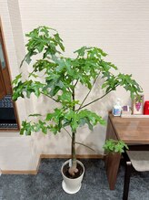 サンリッチ(SunRich)/