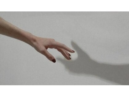 モルフォ(Morpho)の写真