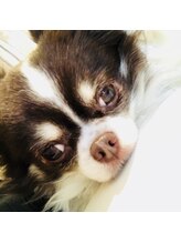 アイラッシュアンドネイル シエル(Ciel)/看板犬チャム