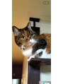 ニコラフ(Nico laugh)&nbsp;当店のロゴにもなっている実家の猫です！猫が大好きです…