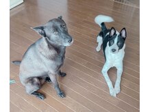 美肌ワークス(美肌works)/看板犬　保護犬窓からお出迎え