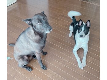 美肌ワークス(美肌works)/看板犬　保護犬窓からお出迎え