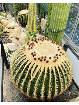 チェッコリ(CHECCOLY)/