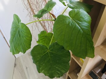 ポーラ 兵庫南店(POLA)/店内も、スッキリ