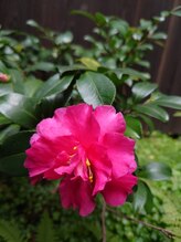 癒処 紬(tumugi)/お花で季節を感じる