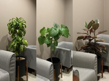 ビオラス(VIOLAS)/毎月変わる植物【待合室】