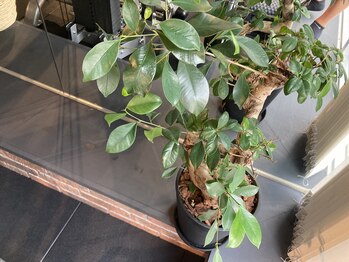 スタジオリム(Studio LiM)/観葉植物(その2)