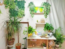 フォーゲットタイム(forget time...)/観葉植物