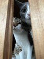 北船岡整骨院 イオン船岡店&nbsp;我が家の癒し担当！愛猫2匹♪