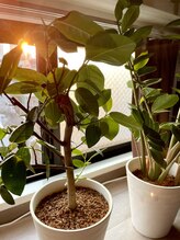 アイバランス(i-BALANCE)/店内植物14