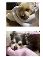 サロン ド フォース(SALON DE FORCE) お家で飼ってるワンチャンです！いつも癒されてます！