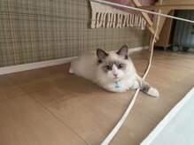 糸色 十色の雰囲気(4月から家族になりました!ラグドールの笛くんです♪よろしくです)