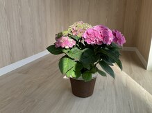 めぐるカラダ/紫陽花