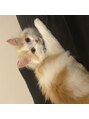 キューラッシュ 北千住店(Q-LASH)&nbsp;大好きな家族のご紹介です♪サイベリアンの女の子です☆