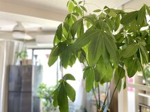 アイバランス(i-BALANCE)/店内植物15