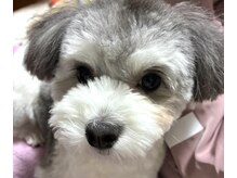 サロンアタラヨ 姫路竜野(Salon Atarayo)の雰囲気（いつも元気なチワマルいます。）