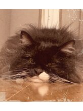 ニンフェア(ninfea)&nbsp;KANA 