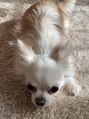 リシェル 高崎店(Richelle)&nbsp;愛犬メルちゃん。チワワです..♪