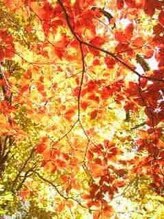 プチローズ/そろそろ紅葉を楽しむ時期ですね