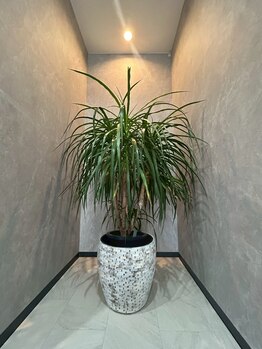 トータルビューティー ミミ(Total Beauty mimi)/店内には植物も♪