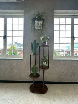 トータルビューティー ミミ(Total Beauty mimi)/可愛いサボテン