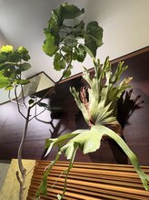 リンガ(Ringa)/カウンセリングルームの植物たち