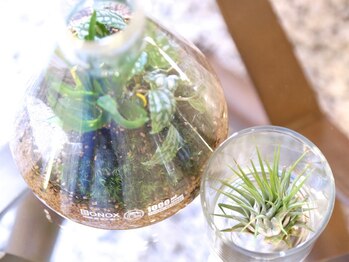 ビアン プレミアム 烏丸御池店(Bian premium)/観葉植物が多い癒し空間