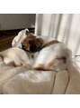 アイサロンフェア 町田(eyesalon Fair)&nbsp;実家で飼っている愛犬のテリーくんです！