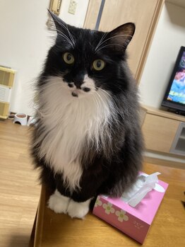 ソワンド ルバンシュ/我が家の猫☆バロン。