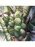 【フット】＊大人気！フラッシュジェル＊