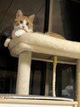 ラポール(Rapport) ヤンチャで甘えん坊の愛猫です。動物大好きです。