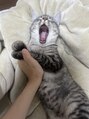 フルノーティス 秋葉原店(fl Notis) 猫ちゃんや動物で癒されてます