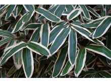 ヴィーナス ヴィーナス/クマ笹蒸し